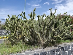 Erysiphe lagerstroemiae