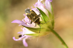 Closterotomus cinctipes