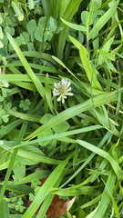 Trifolium repens