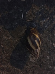 Lissachatina fulica