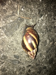 Lissachatina fulica