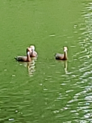 Dendrocygna autumnalis