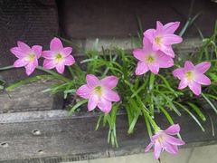 Zephyranthes rosea