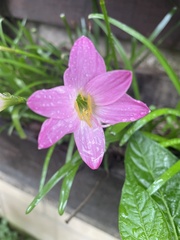 Zephyranthes rosea