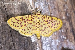 Polygrammodes eleuata