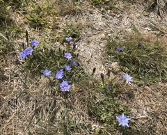 Gentiana arisanensis
