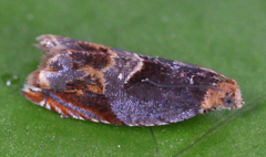 Ancylis muricana