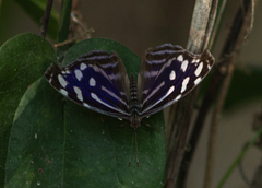 Myscelia cyaniris cyaniris