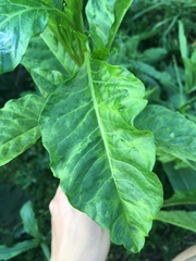 Pokeweed mosaic virus