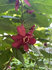 Calycanthus