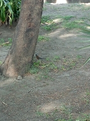 Turdus rufopalliatus