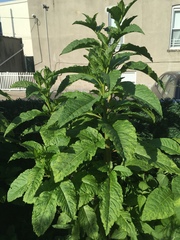 Pokeweed mosaic virus