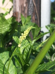 Pokeweed mosaic virus