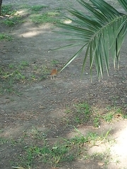 Turdus rufopalliatus