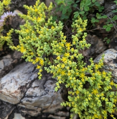 Sedum nuttallii