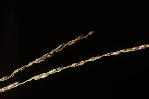 Digitaria scalarum