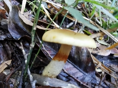 Cortinarius austrovenetus