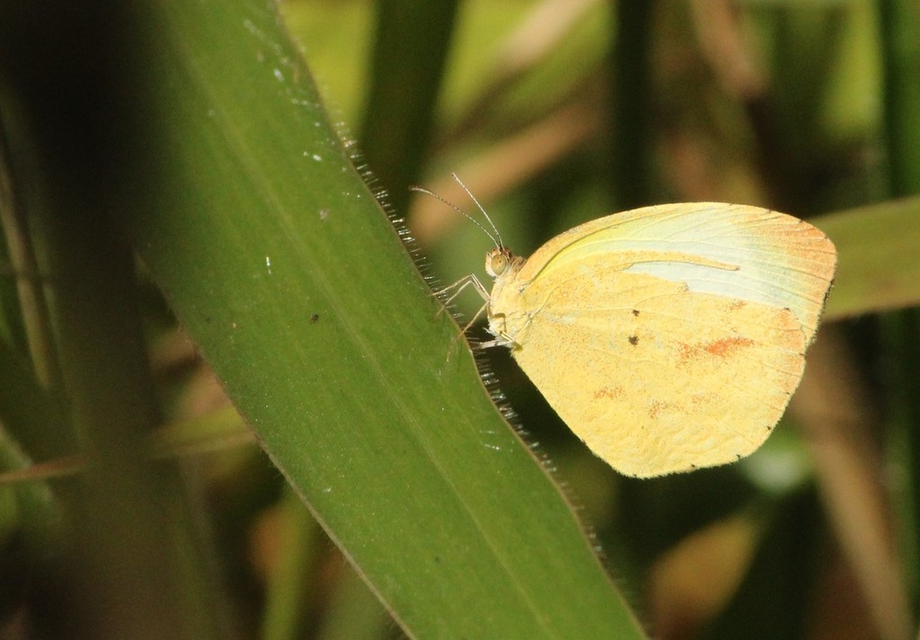 Eurema phiale