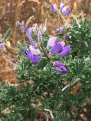Lupinus arboreus eximius