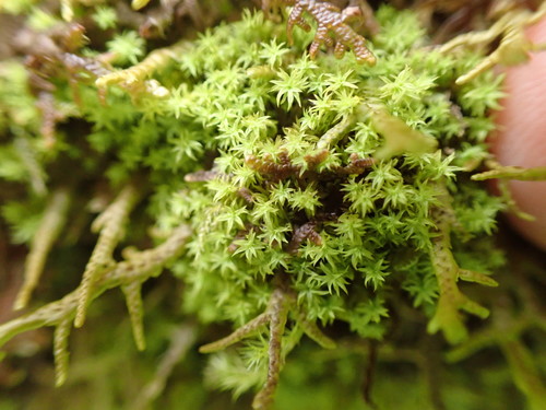 Image of Zygodon rupestris by no rights reserved