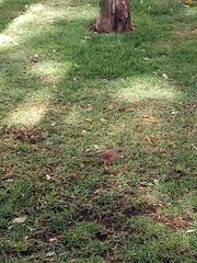 Turdus rufopalliatus