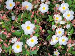 Cistus × hybridus