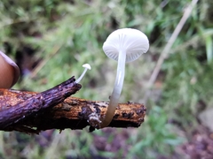 Mycena subulifera