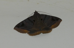Lepidoptera