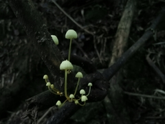 Mycena chusqueophila
