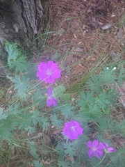 Geranium sanguineum