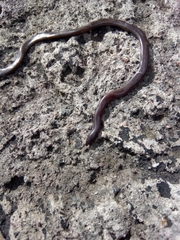 Epictia