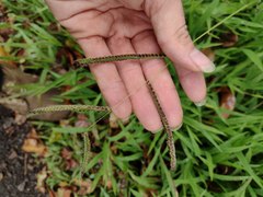 Paspalum fimbriatum