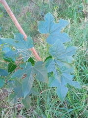 Brachychiton acerifolius