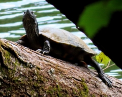 Graptemys pseudogeographica