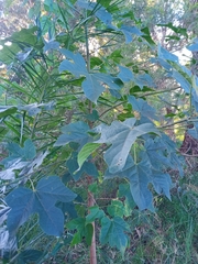 Brachychiton acerifolius
