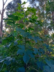 Brachychiton acerifolius