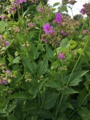 Mirabilis nyctaginea