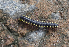 Chelodesmidae