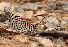 Diaethria eluina