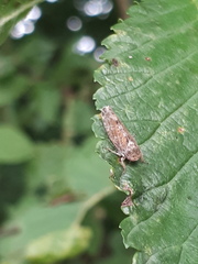 Allygidius atomarius