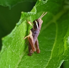 Melanoplus gracilis