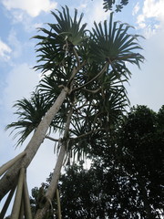 Pandanus thomensis