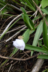 Commelina platyphylla