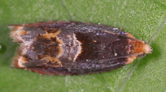 Ancylis muricana