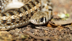 Amphiesma stolatum