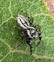 Pelegrina arizonensis