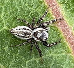 Pelegrina arizonensis