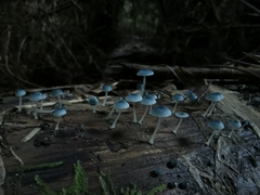 Mycena cyanocephala