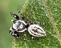 Pelegrina arizonensis