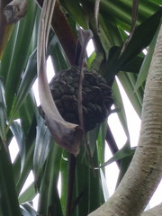 Pandanus thomensis